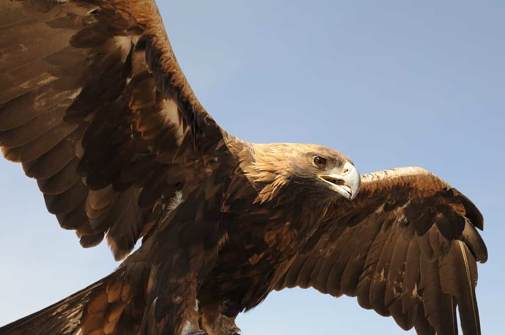 Een machtige steenarend in Mongolië zweeft door de lucht van de gobi-woestijn