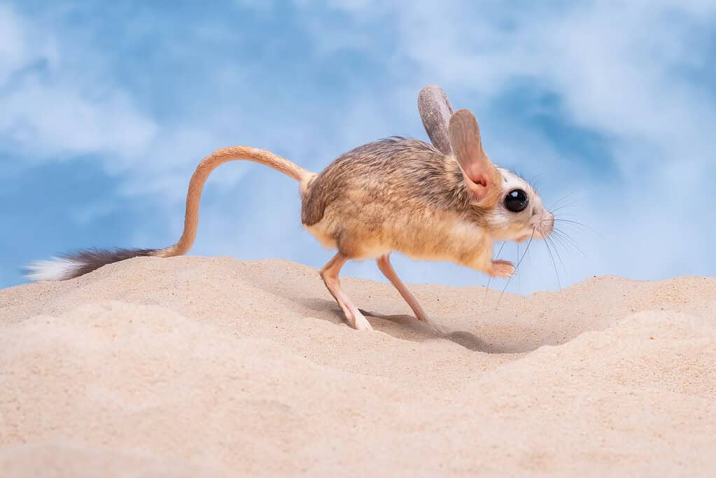 Een langorige Jerboa springt over het zand een van de kleinste dieren in de Gobiwoestijn